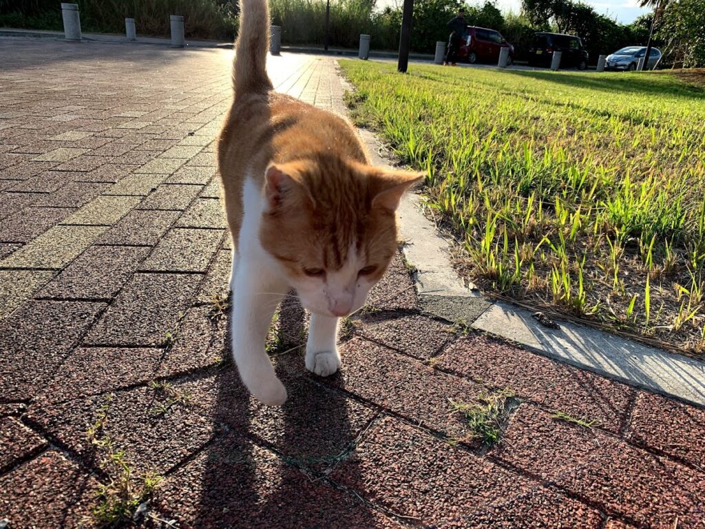 若い茶白トラ猫