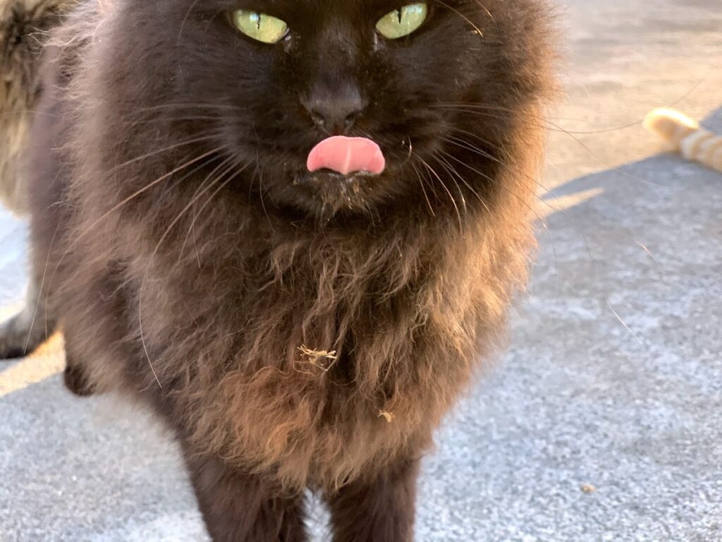 大柄な茶トラ猫