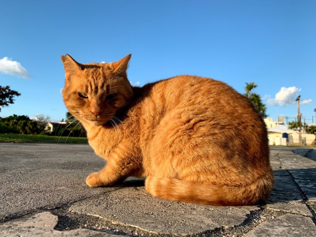 すばしっこい白黒猫