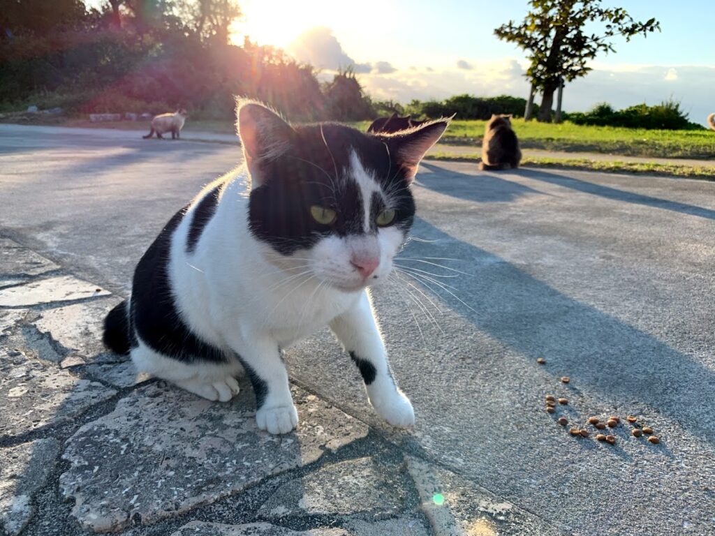 口元が印象的な茶トラ猫