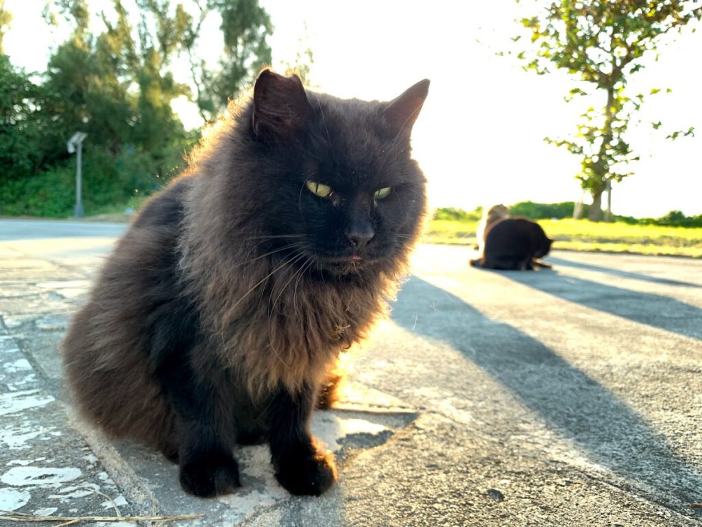 ワイルドな表情の黒猫