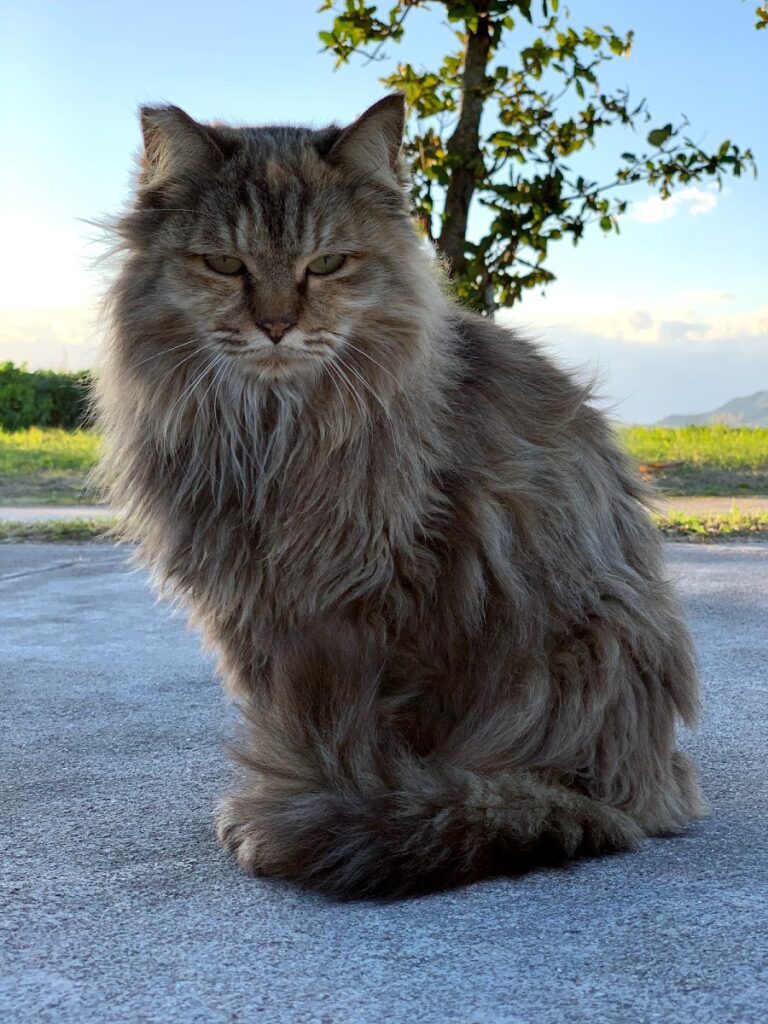 夕日を眺める猫たち