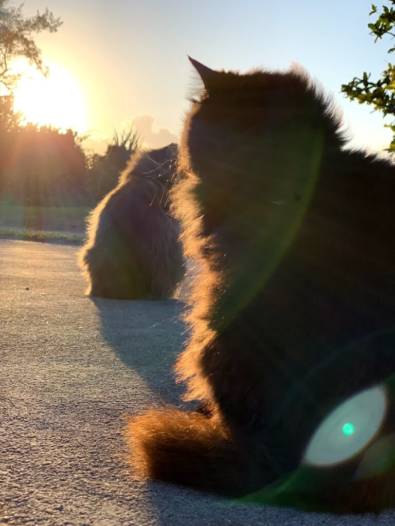 海辺で過ごす猫たち