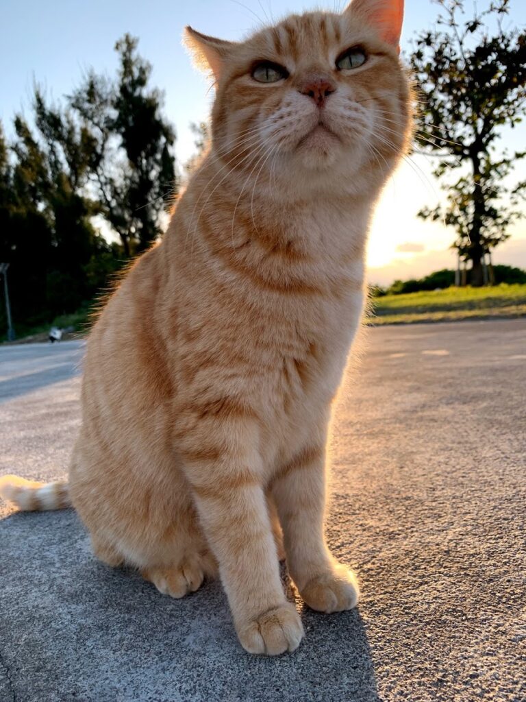 長老のような雰囲気のロン毛の鯖トラ猫
