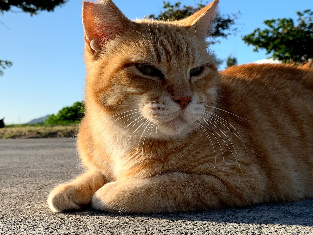 毛並みがきれいな地域猫