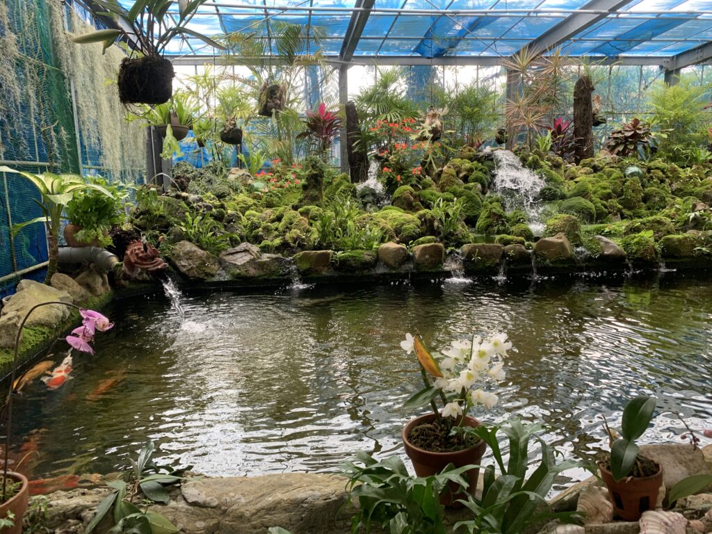 やまびこの店内から見える池と錦鯉