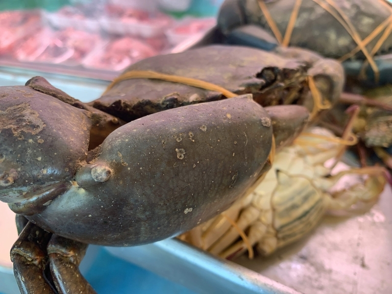 超高級食材、生きたノコギリガザミ