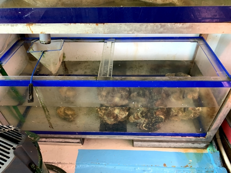 【前回】棚に飾るように置かれていた巨大シャコガイ