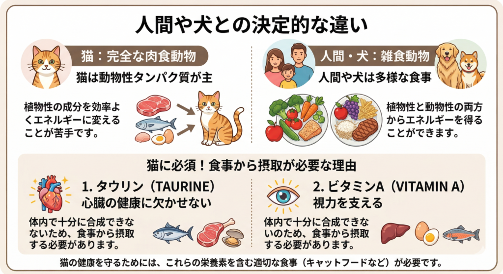 猫・人間・犬の食性の違いを比較した図