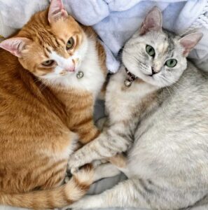 沖縄の室内でくつろぐ7歳の愛猫なめことまるこの写真